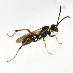Ceropales maculata