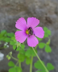 Megalybus pictus