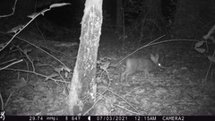 Sylvilagus aquaticus