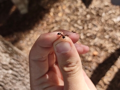 Camponotus semitestaceus
