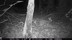 Sylvilagus aquaticus