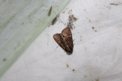 Phosphila turbulenta