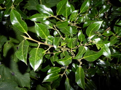 Ilex × altaclerensis