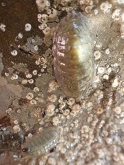 Ischnochiton maorianus