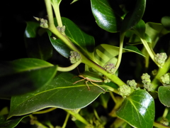 Ilex × altaclerensis