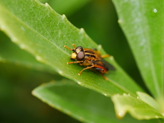 Helophilus antipodus