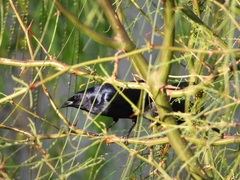 Molothrus bonariensis