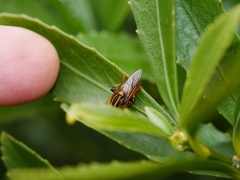 Helophilus antipodus