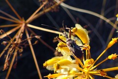 Rhynocoris erythropus