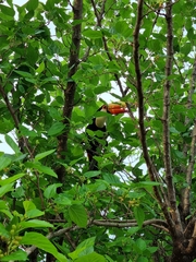 Ramphastos toco