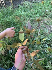 Bidens discoidea