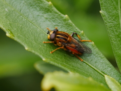 Helophilus antipodus