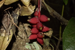 Aechmea racinae