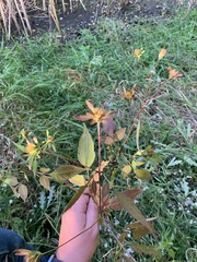 Bidens discoidea