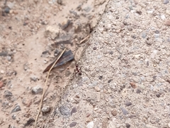 Novomessor albisetosus