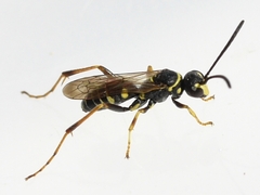 Ceropales maculata
