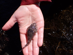 Diplocrepis puniceus