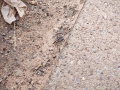Novomessor albisetosus