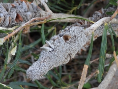 Banksia attenuata