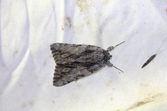 Catocala coccinata