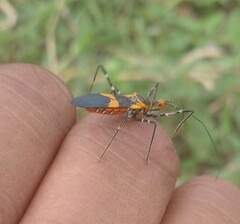 Zelus longipes