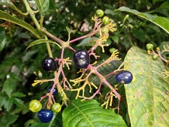 Palicourea padifolia