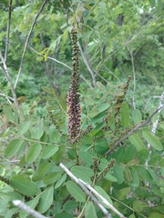 Amorpha ouachitensis