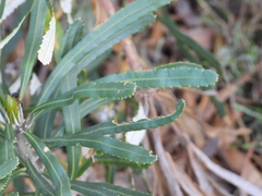 Banksia attenuata