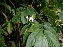 Solanum appendiculatum