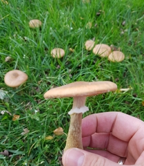 Armillaria cepistipes