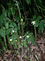 Solanum appendiculatum