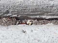 Solenopsis xyloni