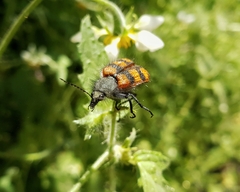 Astylus trifasciatus