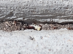 Solenopsis xyloni