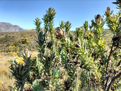 Protea coronata
