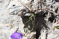 Campanula scheuchzeri