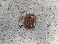 Solenopsis amblychila
