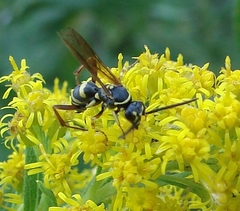 Ceropales maculata