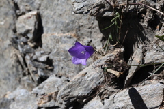 Campanula scheuchzeri