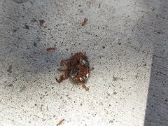 Solenopsis amblychila
