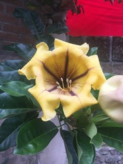 Solandra
