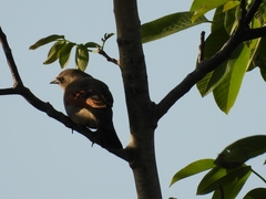Agelaioides badius