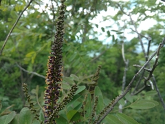 Amorpha ouachitensis