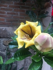 Solandra
