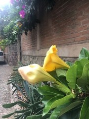 Solandra