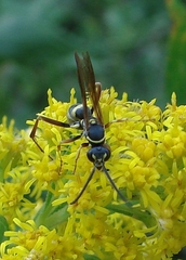 Ceropales maculata