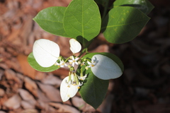 Coelospermum decipiens