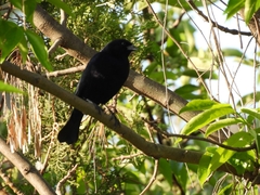 Molothrus rufoaxillaris
