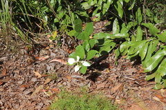 Coelospermum decipiens