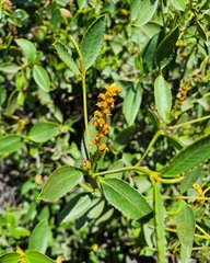 Colliguaja odorifera